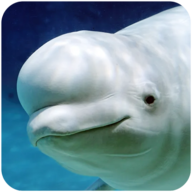白鲸模拟器无限金币版v1.0.1