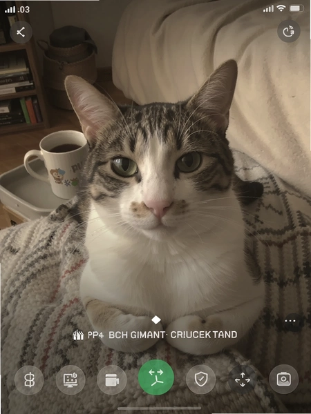 陪猫专注 猫咪陪伴界面截图