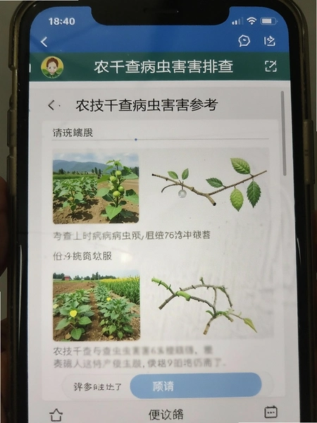 农技千查病虫害排查参考页面