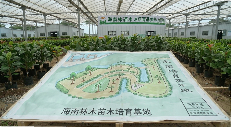 海南林木苗木培育基地图