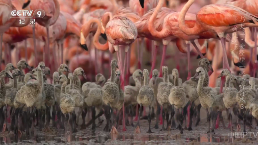 ��С������TV����Ӱ氲װ��