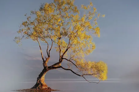 ����ѧ��(����ѧ������ѧϰ�罻)