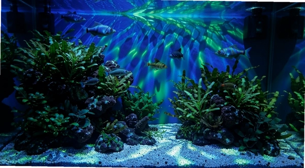 Dream Aquarium ˮ�ݹ�ӰЧ��