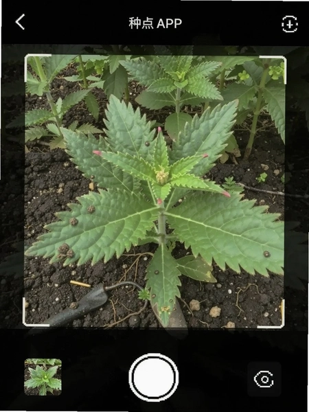 种点APP拍照识别植物界面截图
